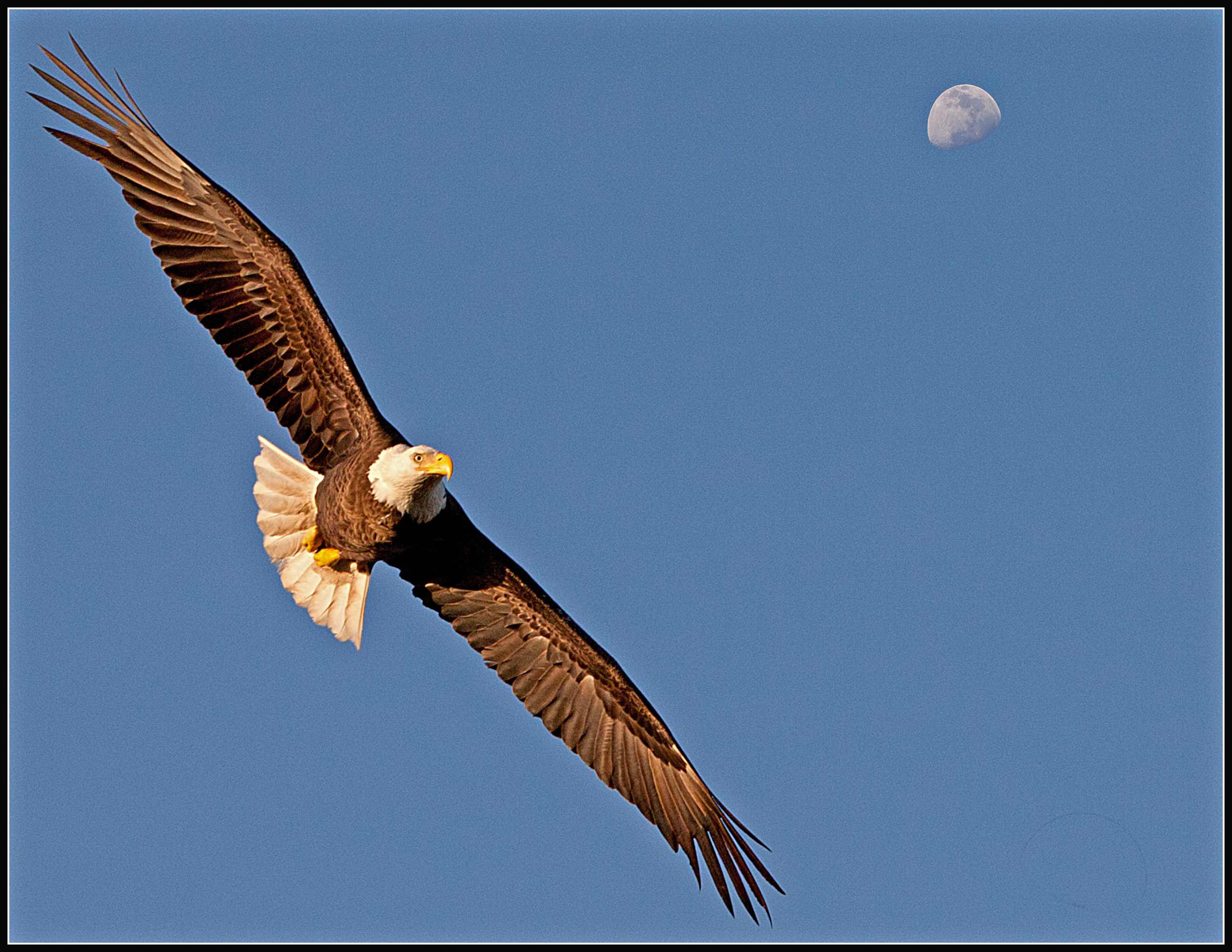 Soaring Eagle Shutterbug